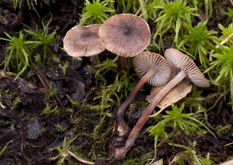 Inocybe acutella